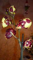 Лот: 5619331. Фото: 6. Орхидея фаленопсис F44