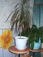 Лот: 4143302. Фото: 2. Цветок Драцена. Комнатные растения и уход