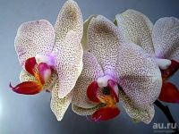 Лот: 9855094. Фото: 3. Куплю орхидею фаленопсис. Растения и животные