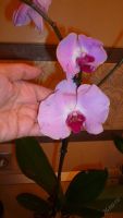 Лот: 5692712. Фото: 6. Орхидея фаленопсис F54 Сакраменто...