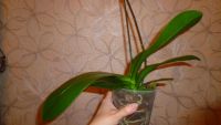 Лот: 5416450. Фото: 7. Орхидея фаленопсис F33(отцвела...