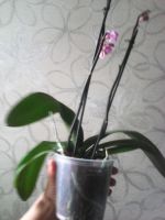 Лот: 4654934. Фото: 4. орхидея фаленопсис миди Реrceval. Красноярск