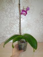 Лот: 2873257. Фото: 3. Орхидея-фаленопсис № 27. Растения и животные
