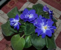 Лот: 16504840. Фото: 2. Фиалка Синяя вспышка цветет. Комнатные растения и уход