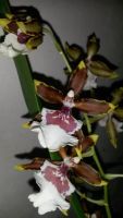 Лот: 5217929. Фото: 7. орхидея колманара-Colmanara Jungle...