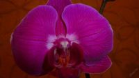 Лот: 5692657. Фото: 3. Орхидея фаленопсис F53(отцвела... Растения и животные