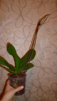 Лот: 4519940. Фото: 7. орхидея фаленопсис Е4(Phalaenopsis...