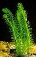 Лот: 12323683. Фото: 2. Элодея (Эгерия) аквариумное растение... Аквариумистика