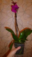 Лот: 5300907. Фото: 4. Орхидея фаленопсис F20(отцветает... Красноярск
