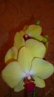 Лот: 5728205. Фото: 3. Орхидея фаленопсис F64. Растения и животные