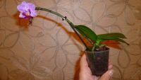 Лот: 5752444. Фото: 5. орхидея мини-фаленопсис