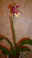 Лот: 6465016. Фото: 3. Орхидея Beallara Eurostar (отцвела... Растения и животные