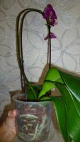 Лот: 4556521. Фото: 5. орхидея фаленопсис F10 (отцвела...