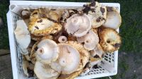Лот: 10419972. Фото: 3. грибы грузди ( мокрые, мохнатые... Красноярск