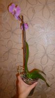 Лот: 5173796. Фото: 5. орхидея фаленопсис 011( отцветает...