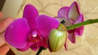 Лот: 4519981. Фото: 5. орхидея фаленопсис Е5