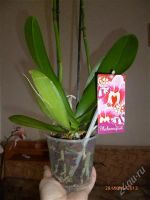 Лот: 2937240. Фото: 2. Орхидея фаленопсис 3. Комнатные растения и уход