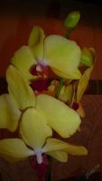 Лот: 5728205. Фото: 2. Орхидея фаленопсис F64. Комнатные растения и уход