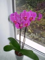 Лот: 9855094. Фото: 2. Куплю орхидею фаленопсис. Комнатные растения и уход