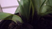 Лот: 4342729. Фото: 5. орхидея (башмак-пафик ) paphiopedilum