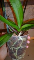 Лот: 5204295. Фото: 5. орхидея фаленопсис F4( отцветает...