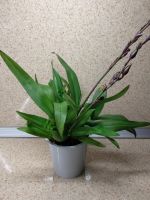 Лот: 12117464. Фото: 3. Орхидея Камбрия. Растения и животные