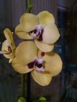 Лот: 11739864. Фото: 3. Орхидея желтая. Растения и животные