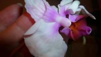 Лот: 5416450. Фото: 2. Орхидея фаленопсис F33(отцвела... Комнатные растения и уход