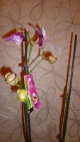 Лот: 4440226. Фото: 4. орхидея фаленопсис (Phalaenopsis... Красноярск