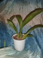 Лот: 1019342. Фото: 2. Орхидеи 8 Одонтоглоссум (детка... Комнатные растения и уход