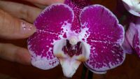 Лот: 4865592. Фото: 2. Орхидея фаленопсис Н24 (отцвела... Комнатные растения и уход
