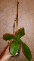 Лот: 5383049. Фото: 4. Орхидея фаленопсис F29(отцвела... Красноярск