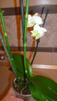 Лот: 5300931. Фото: 4. Орхидея фаленопсис F21(отцветает... Красноярск