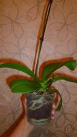 Лот: 5706541. Фото: 6. Орхидея фаленопсис F59(отцвела...