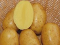 Лот: 21971397. Фото: 2. Картофель семенной, Гала, Вега... Продукты