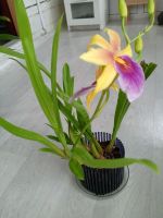 Лот: 22167866. Фото: 3. Орхидея мильтонопсис. Растения и животные