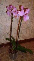 Лот: 4771807. Фото: 2. Орхидея фаленопсис Н18 (отцветает... Комнатные растения и уход