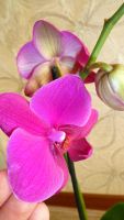 Лот: 4519981. Фото: 4. орхидея фаленопсис Е5. Красноярск
