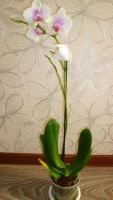 Лот: 4519891. Фото: 3. орхидея фаленопсис Е3(reyk javik... Растения и животные