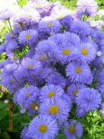 Лот: 2996512. Фото: 2. Эригерон ( мелколепестник) голубой... Семена, рассада, садовые растения