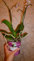 Лот: 4771797. Фото: 6. Орхидея фаленопсис мелкоцветковая...