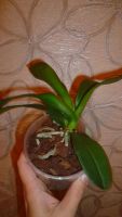 Лот: 6226384. Фото: 4. орхидея фаленопсис миди(М5). Красноярск