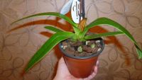 Лот: 5300978. Фото: 2. орхидея Paphiopedilum (пафик-тапок... Комнатные растения и уход
