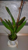 Лот: 5268062. Фото: 3. орхидея Беаллара Евростар(Beallara... Растения и животные