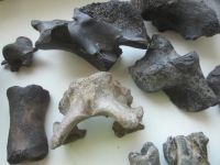 Лот: 18956225. Фото: 4. Кости ископаемых животных. Плейстоцен...