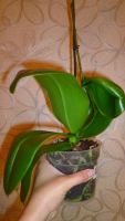 Лот: 5692115. Фото: 3. Орхидея фаленопсис F50(отцвела... Растения и животные