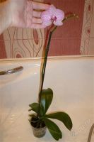 Лот: 2718164. Фото: 2. орхидея-фаленопсис №26(отцвела... Комнатные растения и уход
