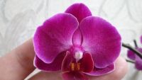 Лот: 4435432. Фото: 2. орхидея фаленопсис D9. Комнатные растения и уход