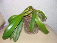 Лот: 1653675. Фото: 2. Орхидея каттлея сиреневая. Комнатные растения и уход