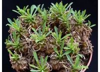 Лот: 18356130. Фото: 3. Euphorbia japonica суккулент эуфорбия. Растения и животные